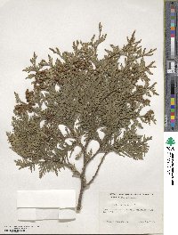 Thuja occidentalis image