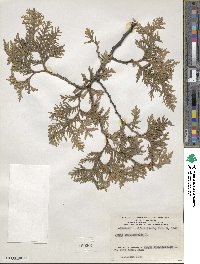 Thuja occidentalis image