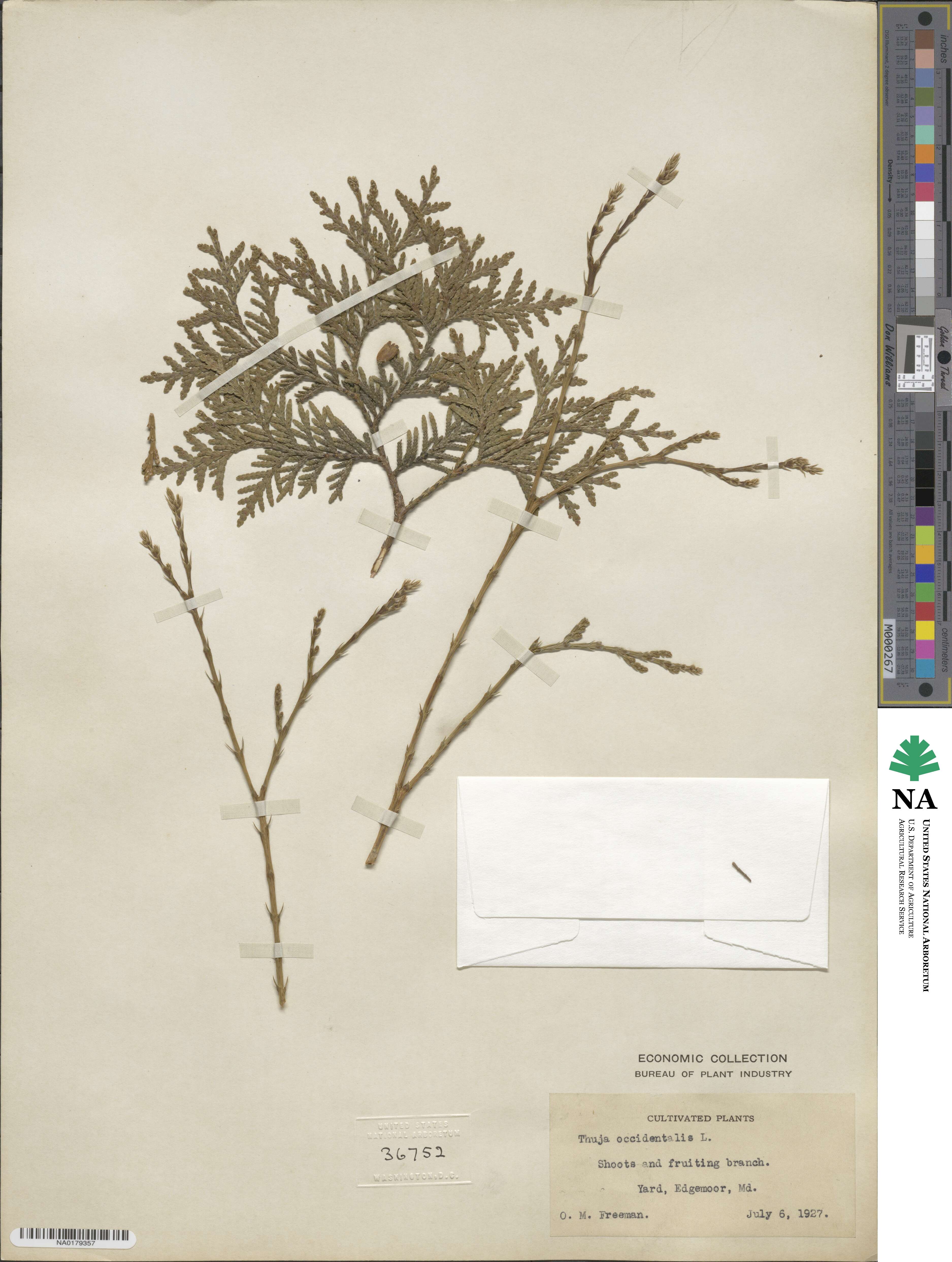 Thuja occidentalis image