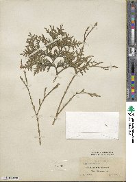 Thuja occidentalis image