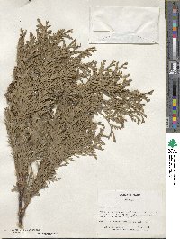 Thuja occidentalis image