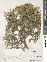 Thuja occidentalis image