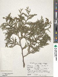 Thuja plicata image