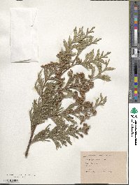 Thuja plicata image