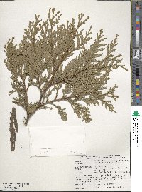 Thuja plicata image