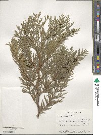 Thuja plicata image