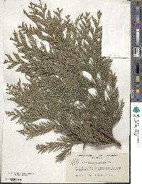 Thuja plicata image