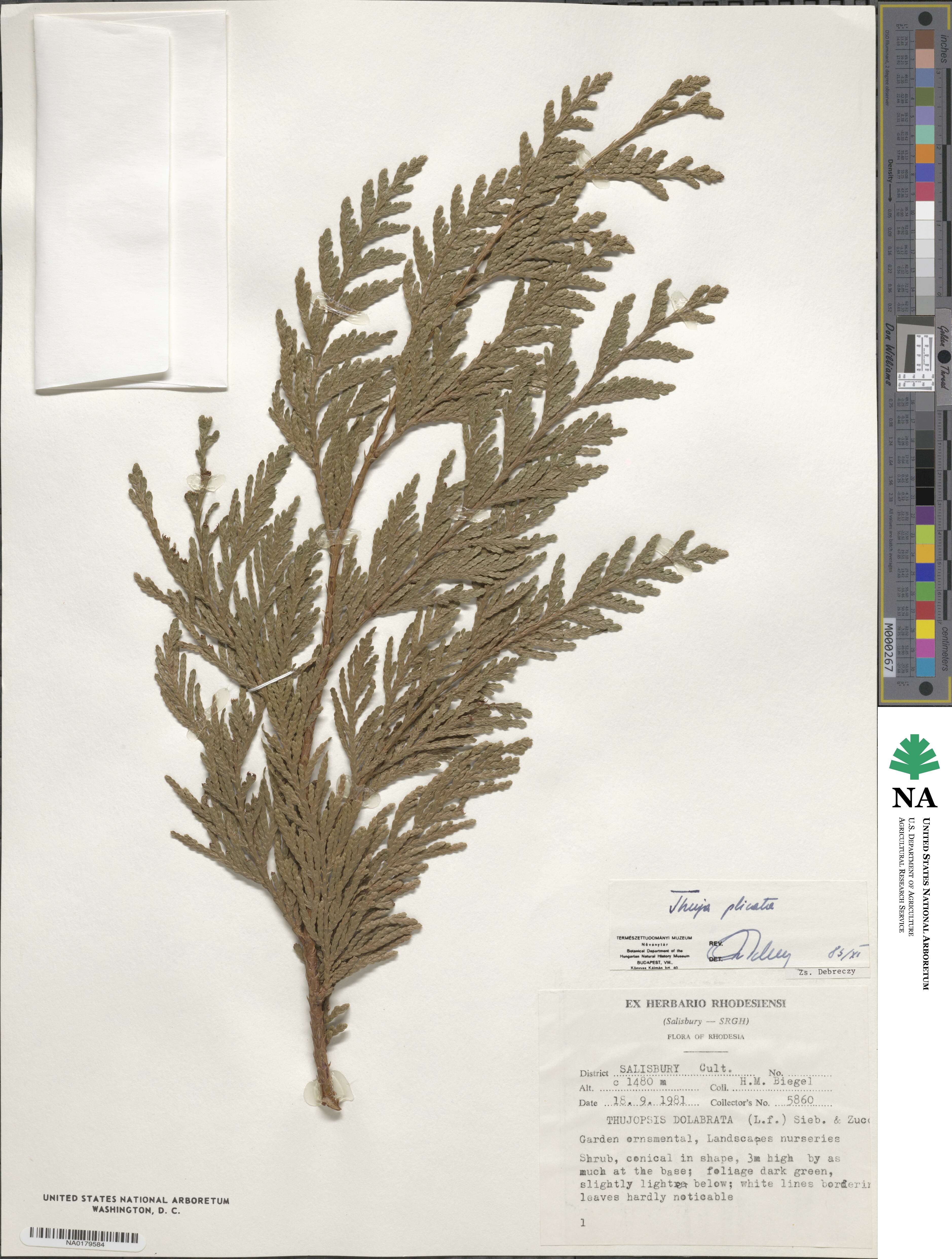 Thuja plicata image