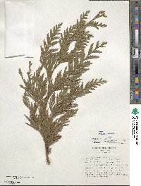 Thuja plicata image