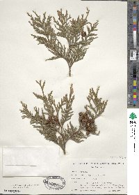 Thuja plicata image