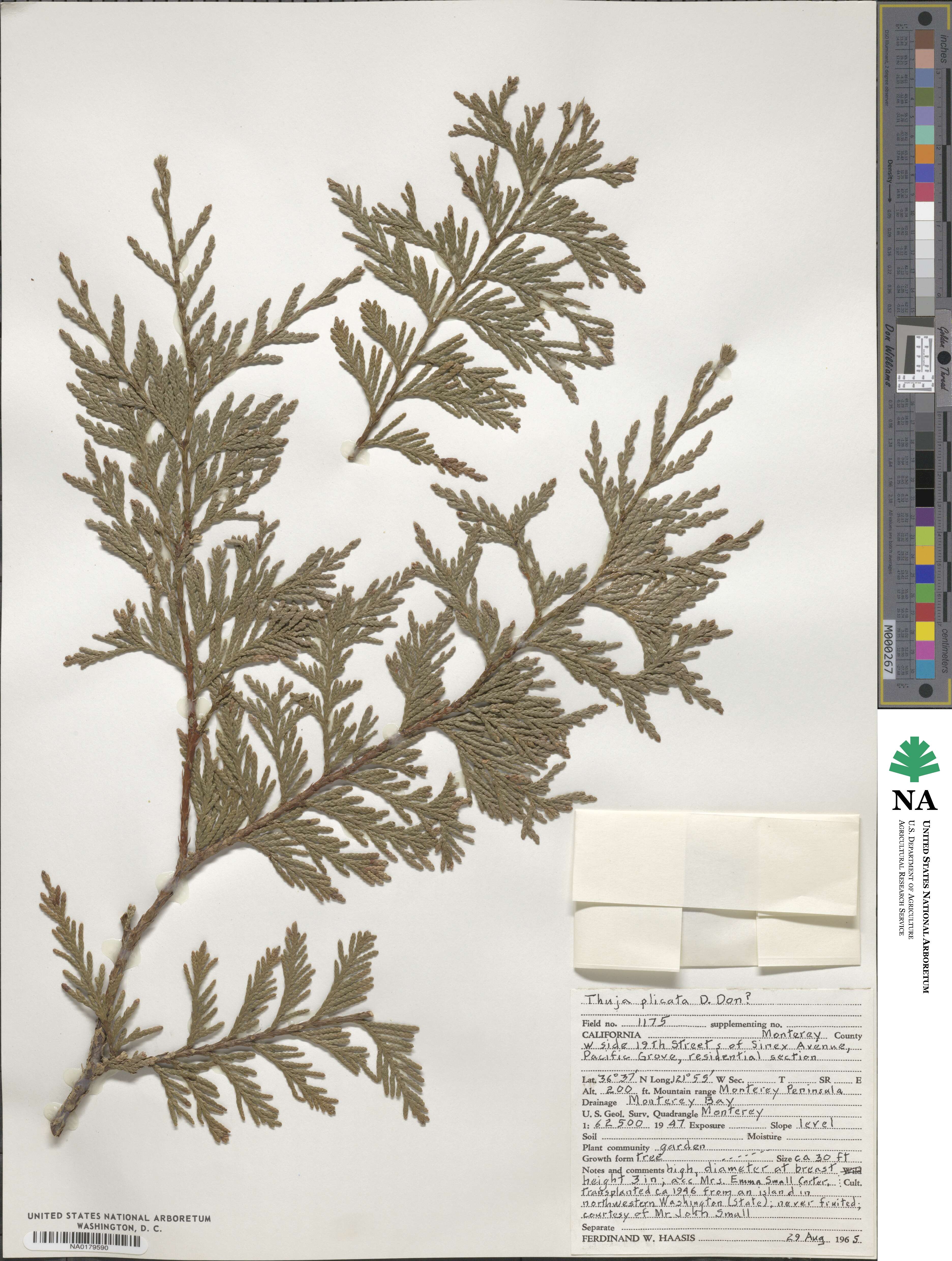 Thuja image