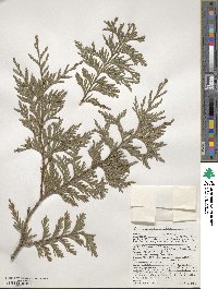 Thuja plicata image