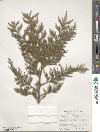 Thuja plicata image