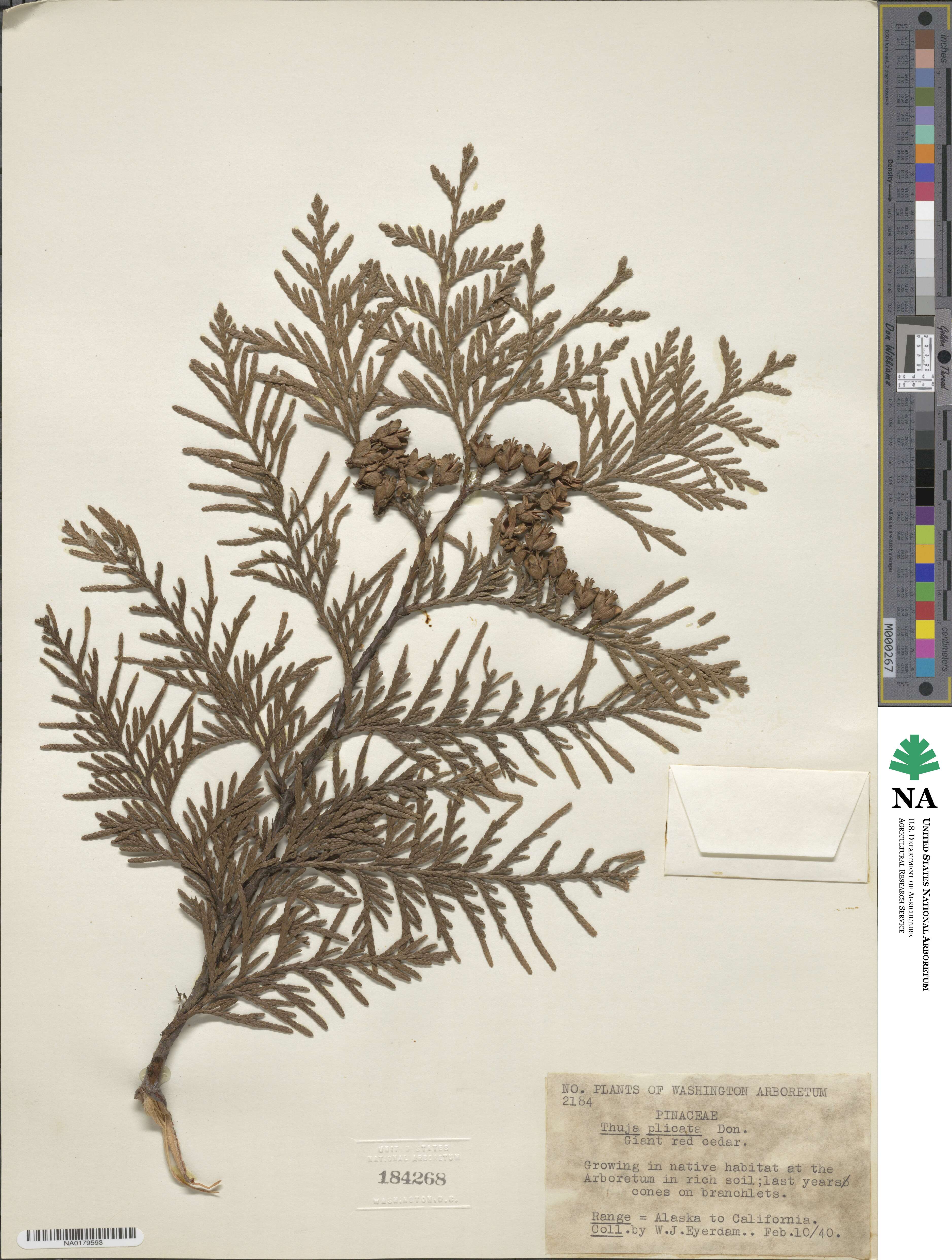 Thuja plicata image