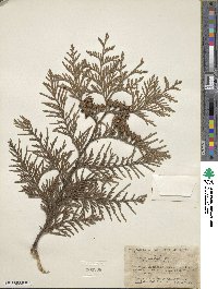 Thuja plicata image