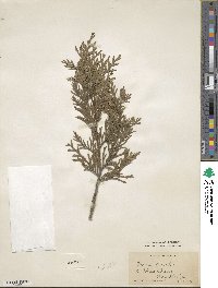 Thuja plicata image