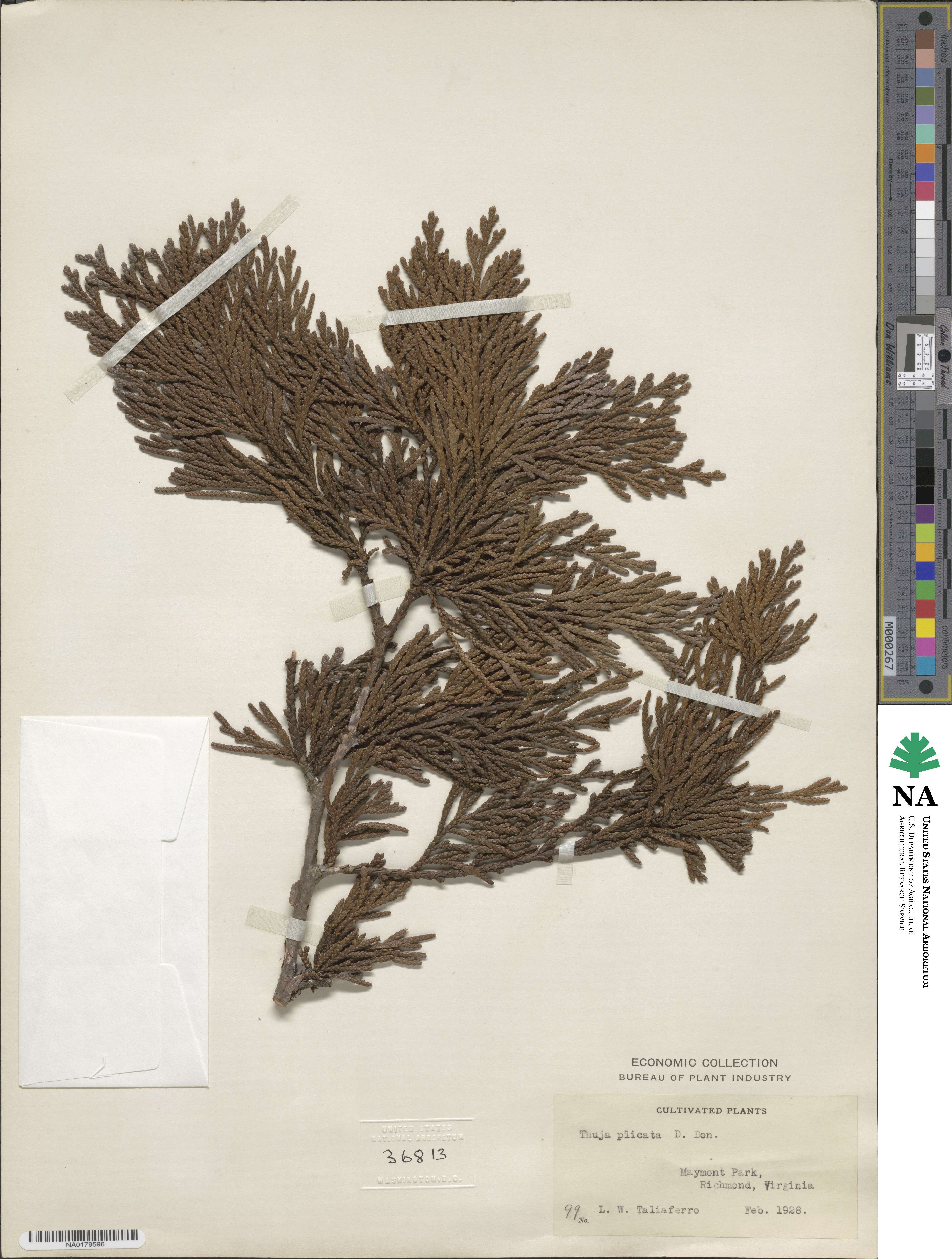 Thuja plicata image