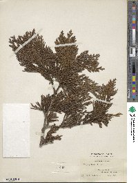 Thuja plicata image