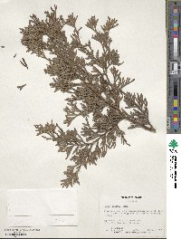 Thuja plicata image