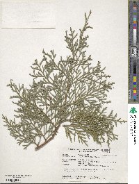 Thuja standishii image