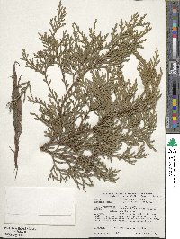 Thuja standishii image