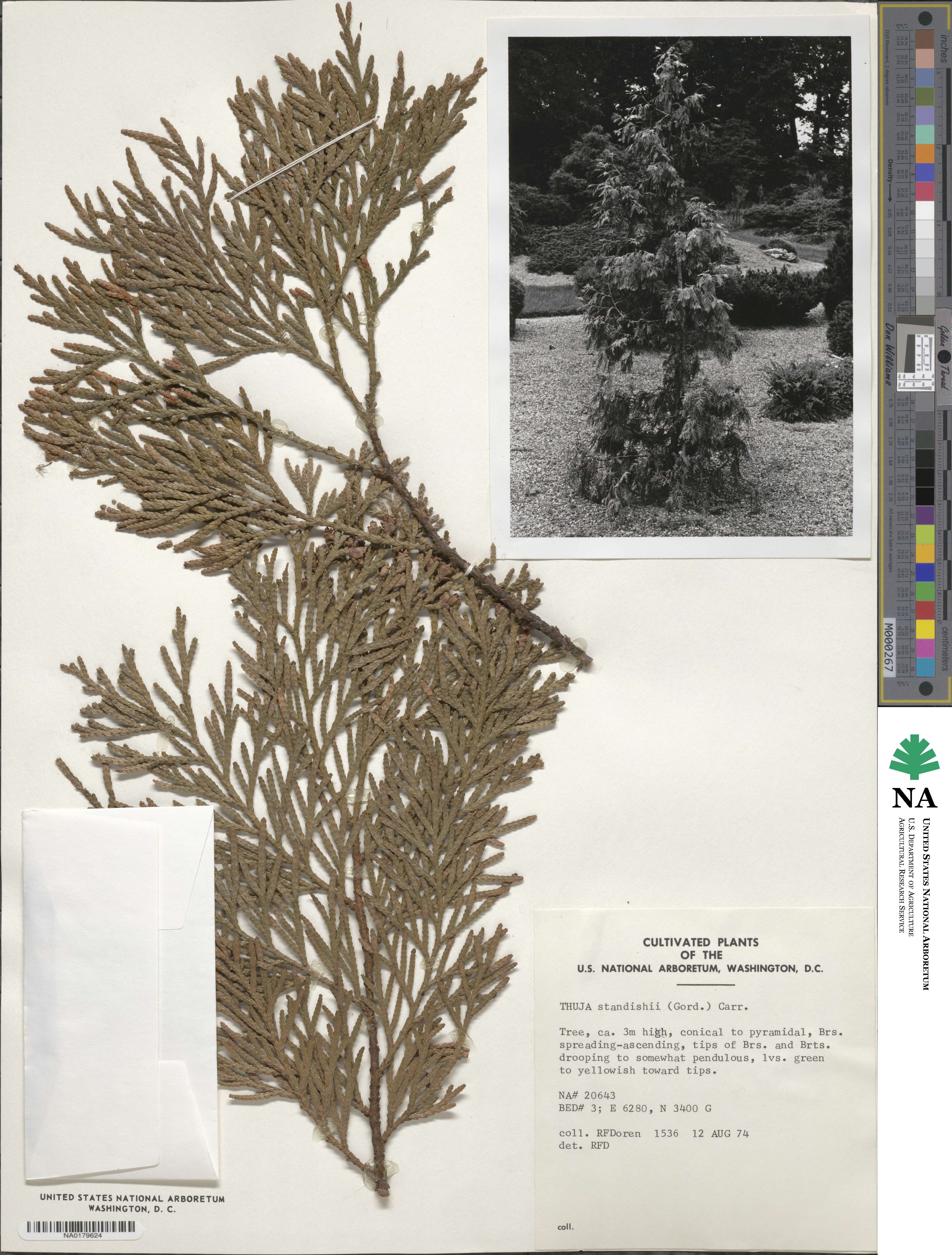 Thuja standishii image