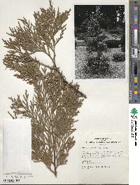 Thuja standishii image