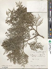 Thuja standishii image