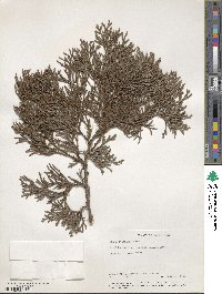 Thuja standishii image