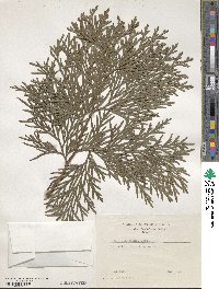 Thuja standishii image