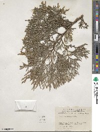 Thuja standishii image