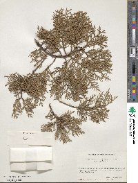 Platycladus orientalis image