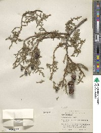 Platycladus orientalis image