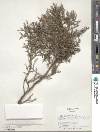 Platycladus orientalis image