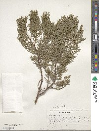 Platycladus orientalis image