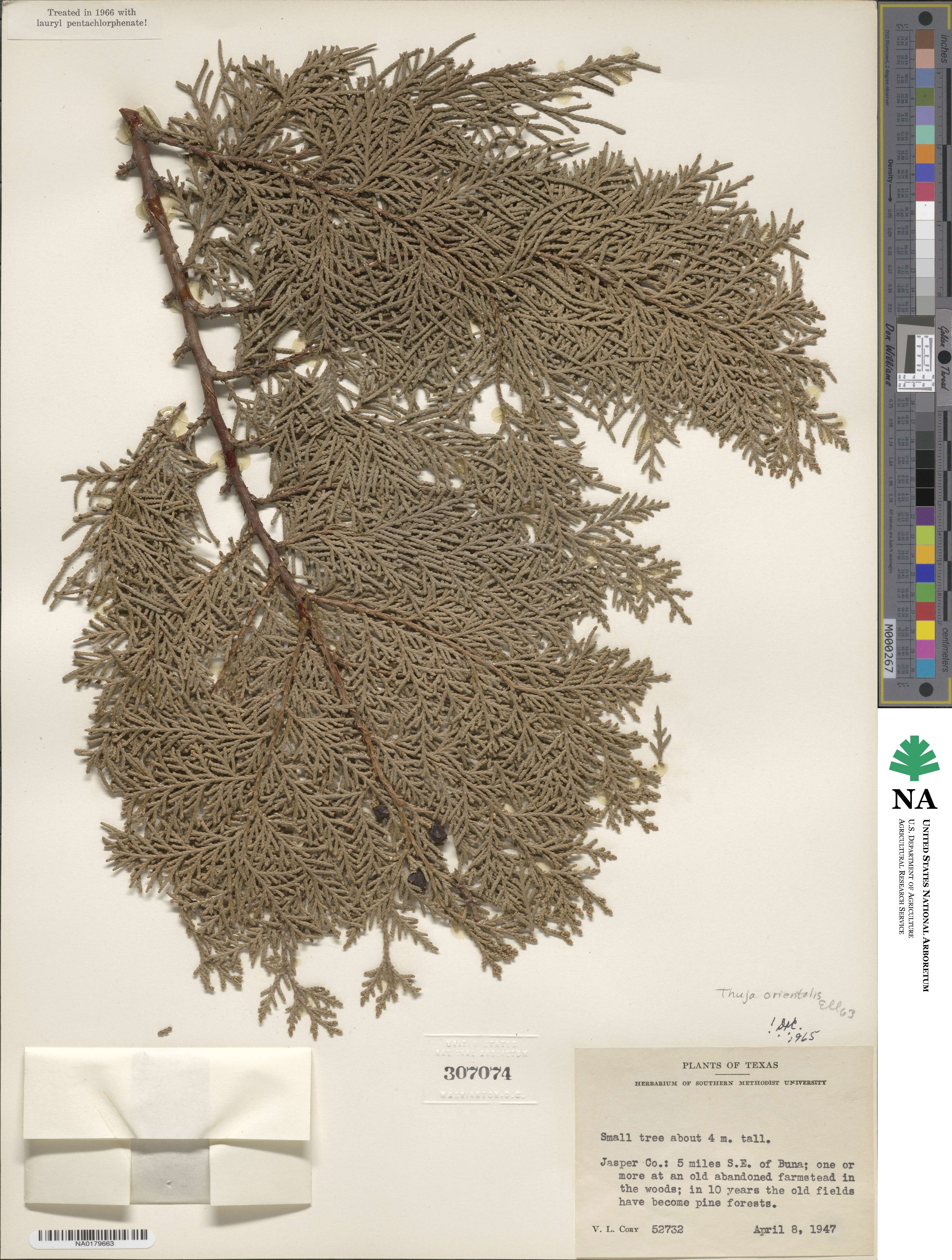 Platycladus orientalis image