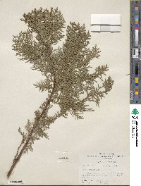 Platycladus orientalis image