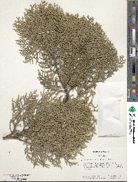 Platycladus orientalis image