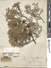 Platycladus orientalis image