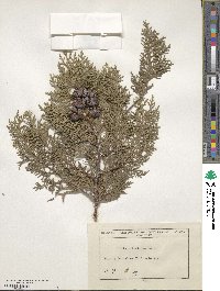 Platycladus orientalis image