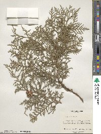 Platycladus orientalis image