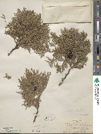 Platycladus orientalis image