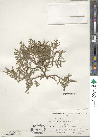 Platycladus orientalis image