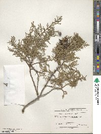 Platycladus orientalis image