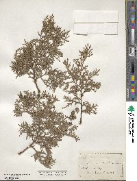 Platycladus orientalis image