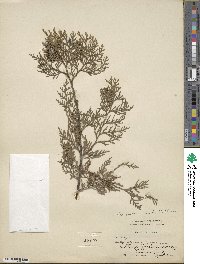 Platycladus orientalis image