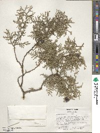 Platycladus orientalis image