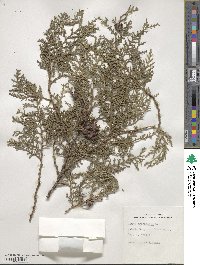 Platycladus orientalis image