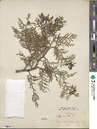 Platycladus orientalis image