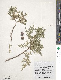 Platycladus orientalis image